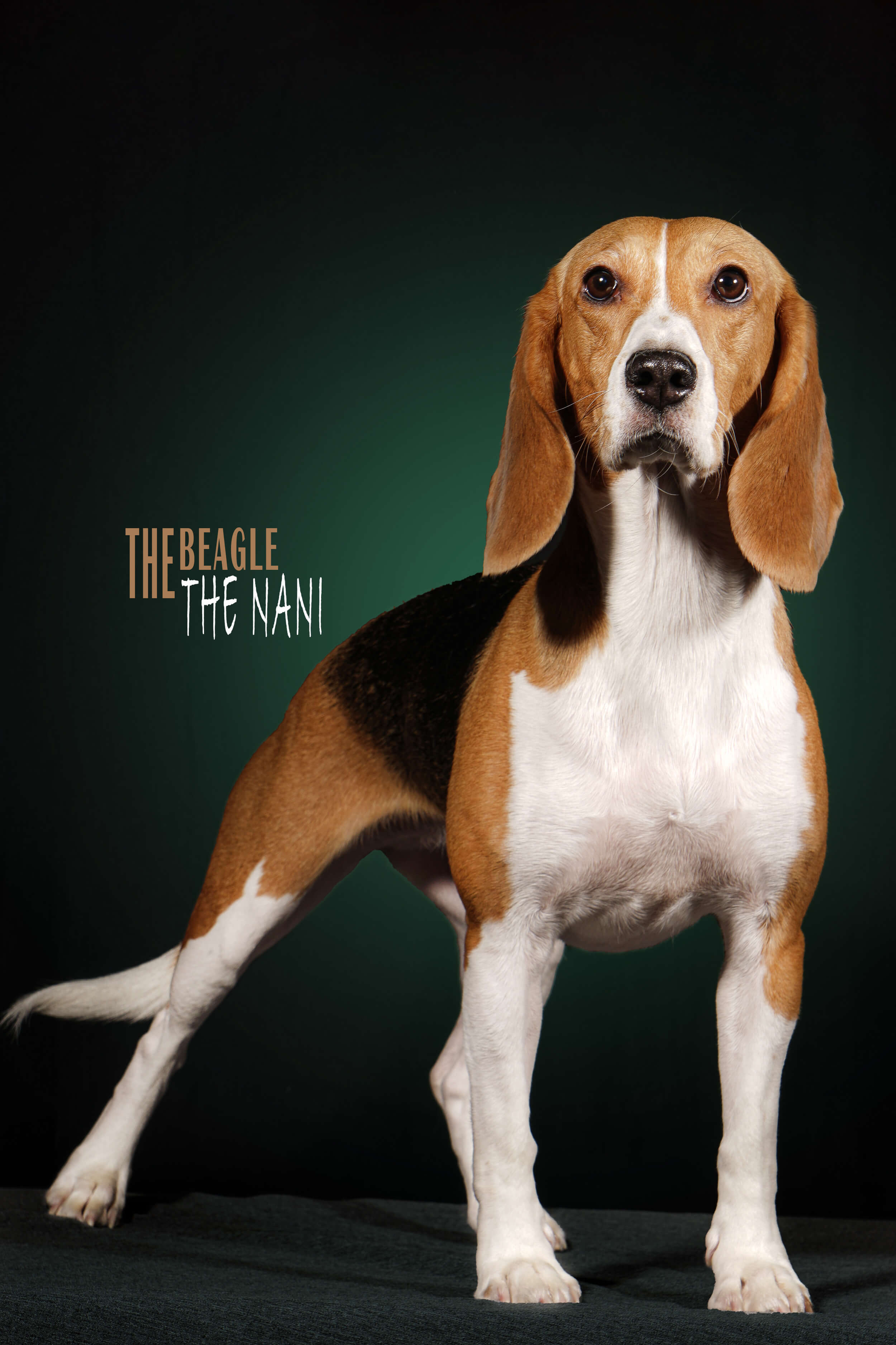 Mehdi Ghasemi PHOTOGRAPHY